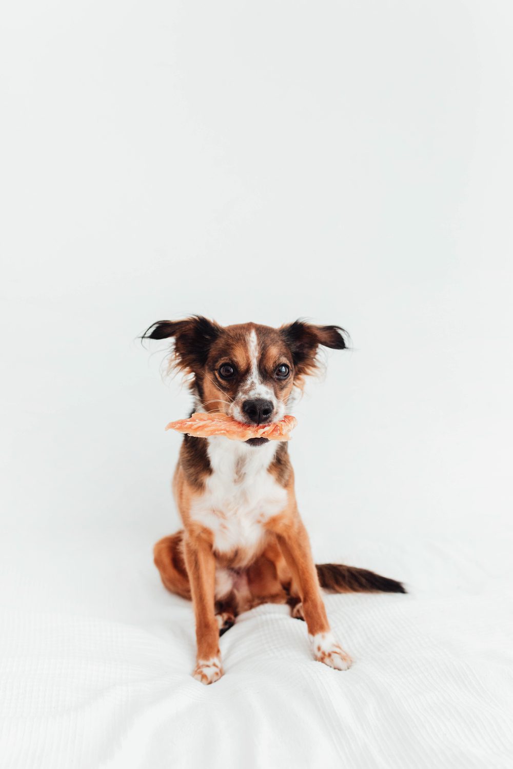 Filetes de Pollo Deshidratado - Snack Natural Rico en Proteínas para Perros y Gatos