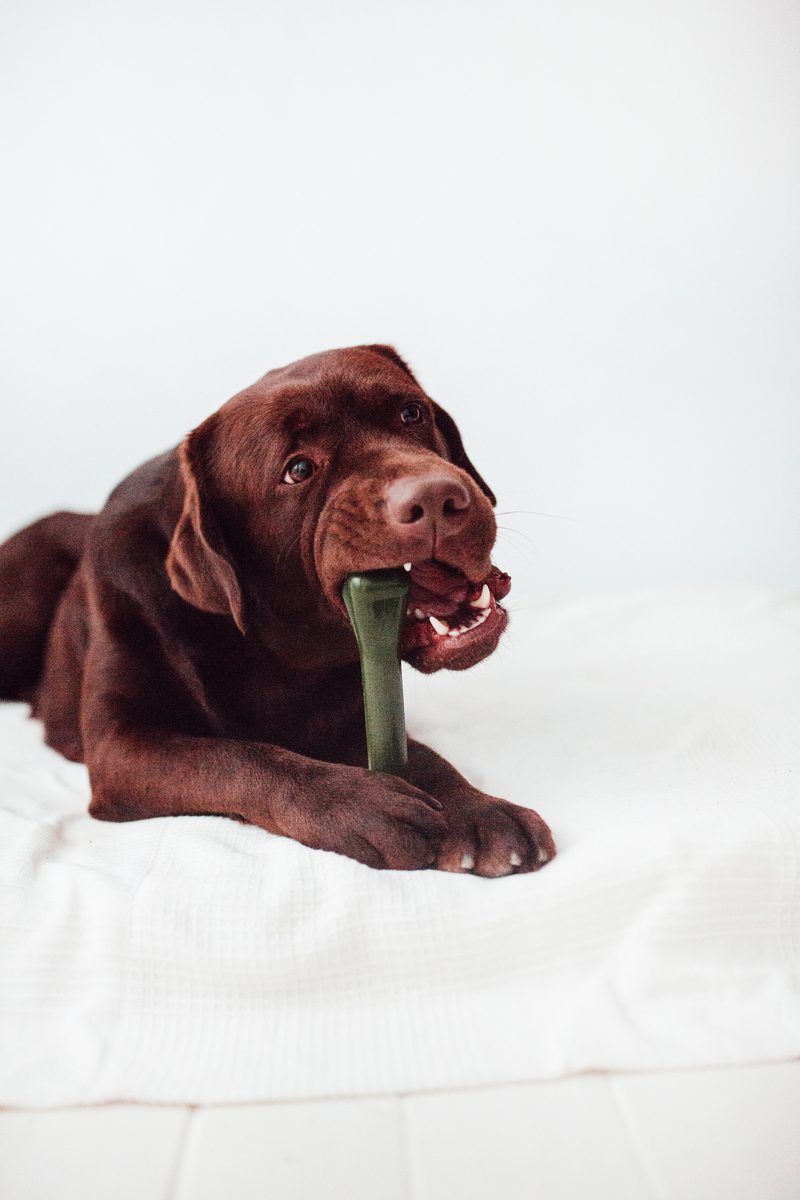 Eternal Bone: El Mordedor "Indestructible" de Nylon para Perros (Made in Spain)