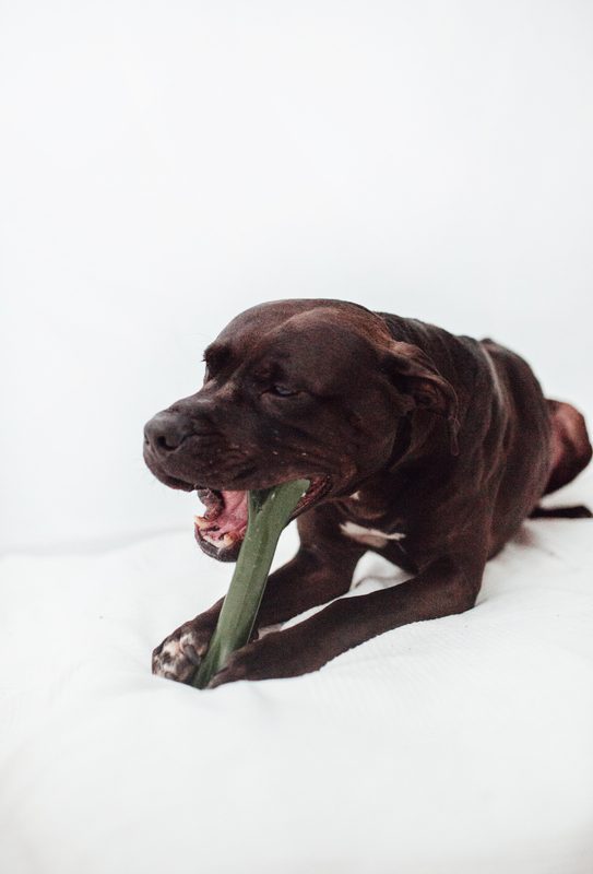 Eternal Bone: El Mordedor "Indestructible" de Nylon para Perros (Made in Spain)