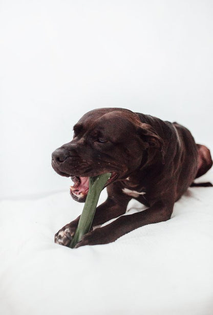 Eternal Bone: El Mordedor "Indestructible" de Nylon para Perros (Made in Spain)