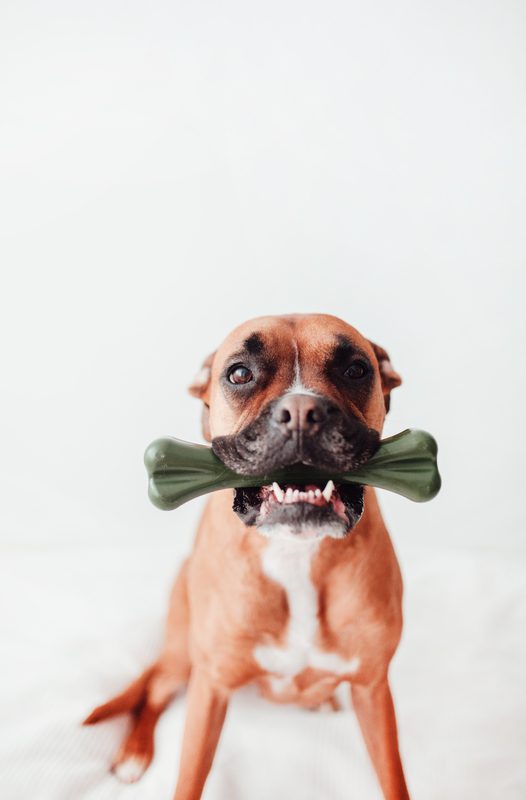 Eternal Bone: El Mordedor "Indestructible" de Nylon para Perros (Made in Spain)