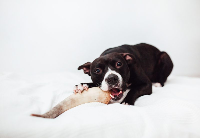 Cuerno de Vacuno - Mordedor Natural Rellenable y Rico en Calcio para Perros