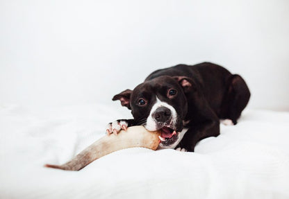 Cuerno de Vacuno - Mordedor Natural Rellenable y Rico en Calcio para Perros