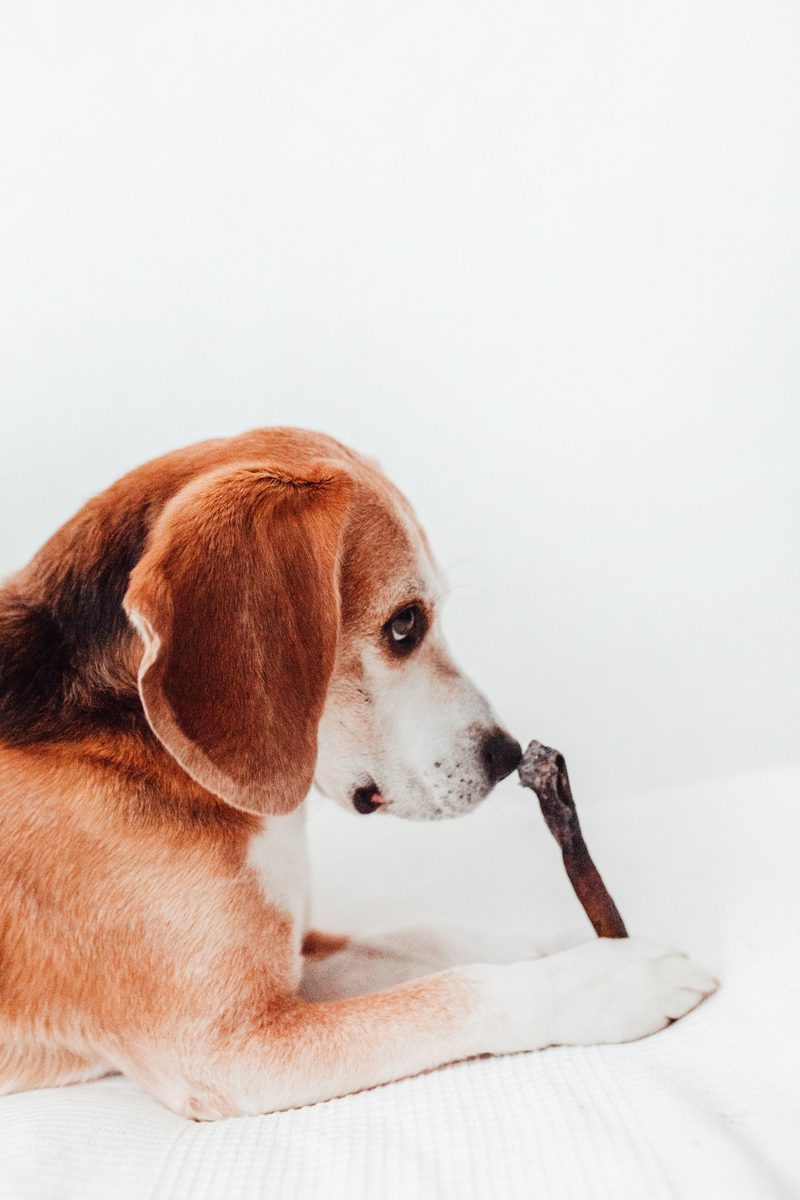 Caravaca de Ciervo - Mordedor Natural para Perros Rico en Proteína y Fibra