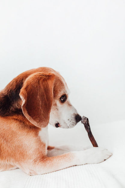 Caravaca de Ciervo - Mordedor Natural para Perros Rico en Proteína y Fibra