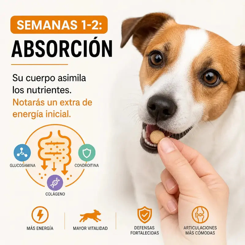 Suplemento Articular Natural ArtiVida | Perros y Gatos 🦴