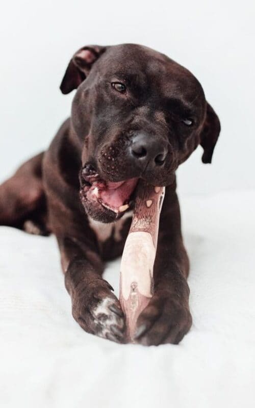 Mordedor de Madera de Café - Resistencia Sostenible y Limpieza Dental para Perros