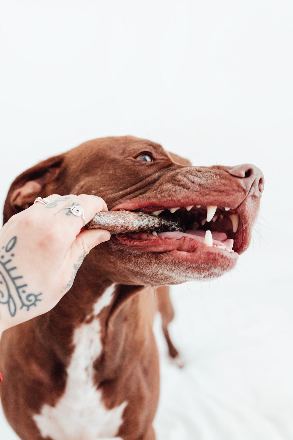 Snack para Perros y Gatos Sushi de Salmón Natural - Rico en Omega-3